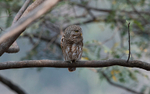 Asian Barred Owlet