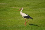 White Stork