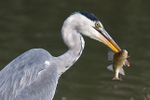 Close-up of Grey Heron with a Perch