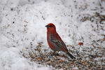 Pine Grosbeak