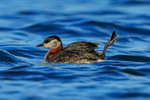 Red-necked Grebe, Farmoor Reservoir