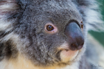 Koala Bear 1