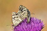 Marbled White