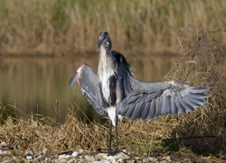 Great Blue Heron _0002