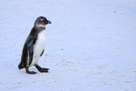 African Penguin (juvenile), Foxy Beach, South Africa