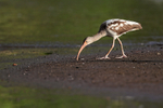Juvenile White Ibis probing mud for food, Costa Rica