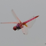 Violet Dropwing (Trithemis annulata) M