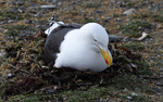 Kelp Gull