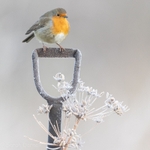 Winter Robin SD20268
