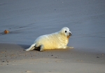 Atlantic Grey Seal