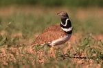 Little Bustard pauses in field, Montgai, Catalonia, Spain