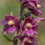 Wild Orchids 2021 portfolio