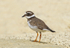 Kentish Plover.