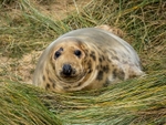 Atlantic Grey Seal