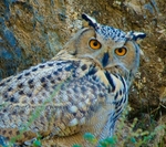 Eurasian eagle-owl (bubo bubo), Mongolia