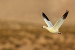 Snow Goose flying, early morning, Bosque del Apache, New Mexico