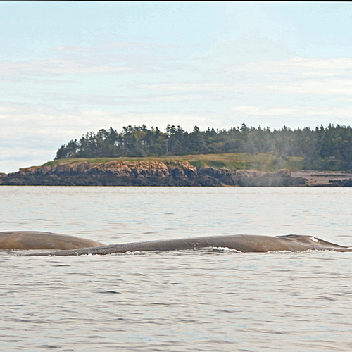 Blowing finback whale with calf