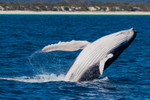 Baby Breach 3 0A3A2116