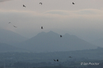 Red Kites silhouetted in front of Hen Mountain