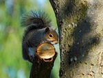 Grey Squirrel