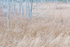 GHOSTS - BRUCE COUNTY