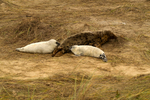 Grey Seal With Two Pups