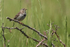 Meadow Pipit, long hind claw showing on perch, Dorset, UK