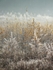 dawn frost