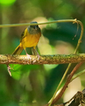 Grey-headed Tanager, Corcovado National Park, Costa Rica