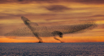 Murmurations of Starlings, Lake Ennell, Ireland.