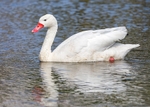 Coscoroba Swan 1