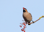 Waxwing - Bombycilla garrulus