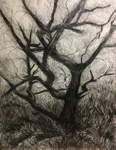 Wild Wood Drawing 8 56cm x 76cm Graphite on Paper