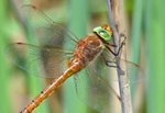 Norfolk Hawker