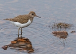 Common Sandpiper