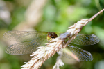 Female Common darter