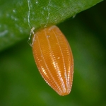 Butterfly egg- Orange-tip (Anthocaris cardamines)