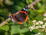 Red Admiral