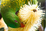 Scaly Breasted Lorikeet 6