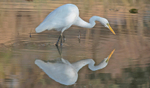 Herron fishing in a pool at  Ranthambore Natioal Park