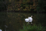 Two Swans