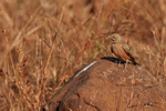 Rufous-tailed Lark, Panna National Park, Madhya Pradesh, India