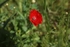 Poppy