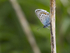 Silver studded blue butterfly