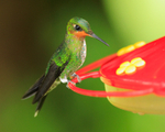 Green-crowned Brilliant (juvenile) perched on a feeder at Curi-Cancha