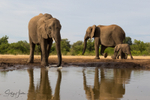 Elephant Baby 36