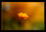 Still Life in Orange