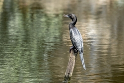 Cormorant