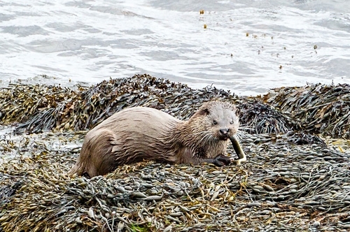 Otter
