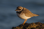 Ringed Plover portfolio